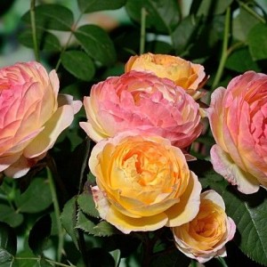 Саженец шраб розы Розоман Жанон