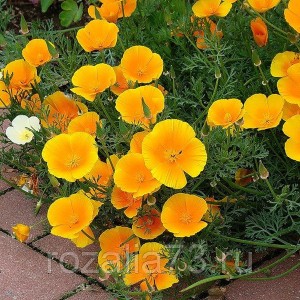 Цветы Эшшольция смесь Арт. 5241 | Семена