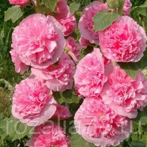 Цветы Шток-роза Мальва смесь Арт. 5240 | Семена
