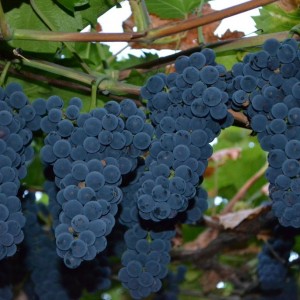 Саженец винограда Амурский прорыв
