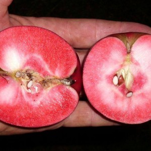 Яблоня красномясая Калипсо (Calypso)