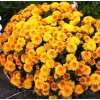 Саженец хризантемы мультифлора Элиса (Elisa) (Желтая )