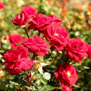 Саженец розы кустовой Эльмшорн (Elmshorn)