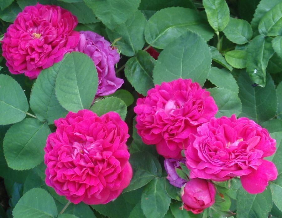 Саженец  почвопокровной розы Фейри Чейнджлинг